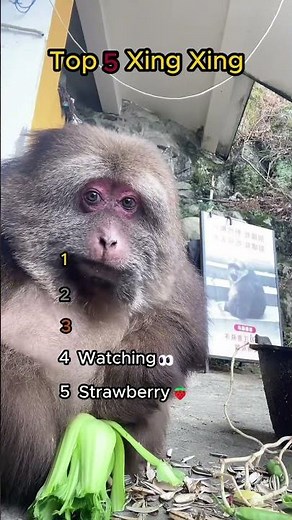 Top 5 Xing Xing Monkey Moments You'll LOVE! 😂🐒 #FunnyMonkey #CuteAnimals #Shorts