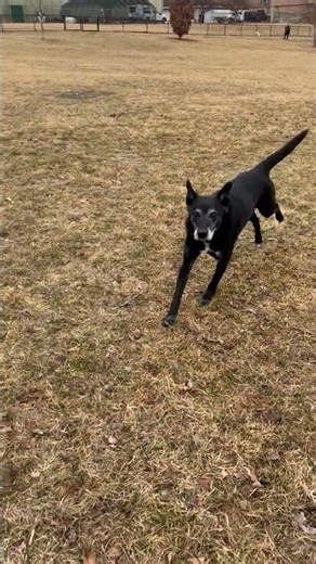 Adult Lab Mix Male for Adoption