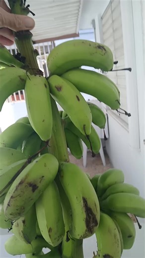 4 inch bananas are the sweetest kind of banana 🍌 to eat