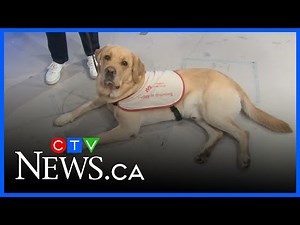 Volunteers needed for Canadian Guide Dogs for the Blind