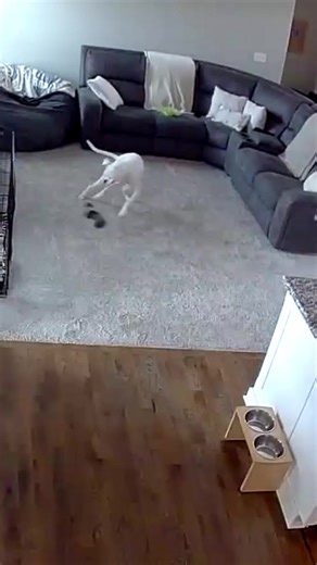 Meet the Craziest Boxer Dog on Earth