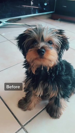 My first time getting groomed ✂️💈😩❤️ #yorkiesoftiktok #yorkies #yorkielover #yorkiehaircut #groomeddog #fyp #xyzbca