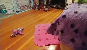 50K views · 5.2K reactions | I can’t believe the Cafè babies are 9 weeks tomorrow! They’re all starting to head to their forever homes this coming week. Another Cali street Chihuahua litter saved! Momma Chai did SOOOO good raising her babies! I took the first half of their fostering and Sayde, Patty & Gerty have fostered them the second half. (They got the hard but entertaining half) we hope y’all have enjoyed watching these babies grow!! | Panda Paws Rescue | Facebook