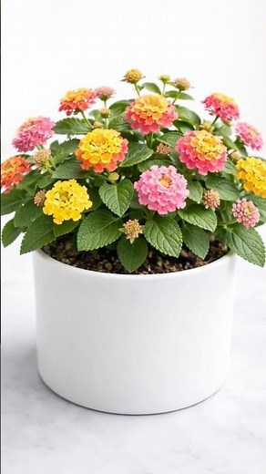 Lantana Plant #easyplants #plantgrowth #bloomingflowers #homeplants #tropicalplants #gardeningtips