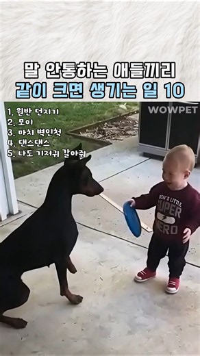 [와우펫] 말 안통하는 애들끼리 같이 크면 생기는 일 10 #강아지 #애견영상 #아기와동물 #고양이