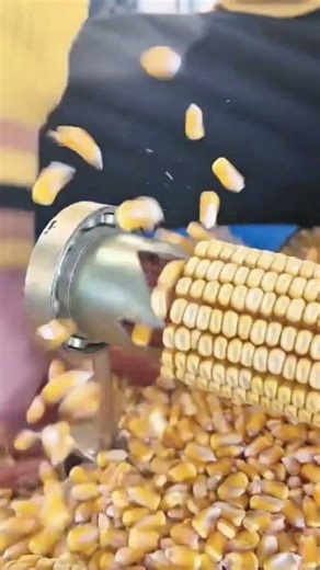 Manual Corn Shelling with a Hand Cranked Machine for Fast and Clean Grain Separation Design