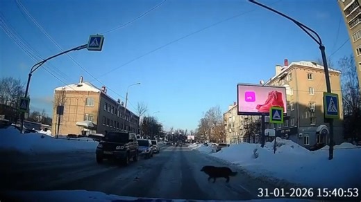 Clever dog patiently crosses street at crosswalk in Noginsk, Russia