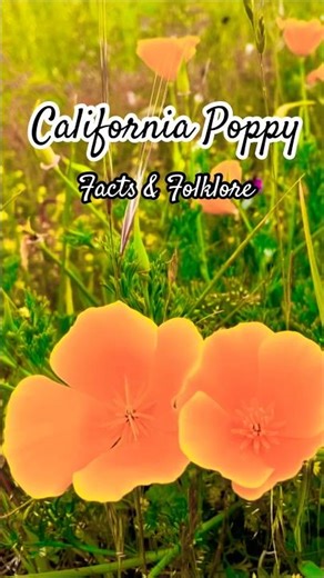 California Poppy | Golden Symbol of Peace & Dreams