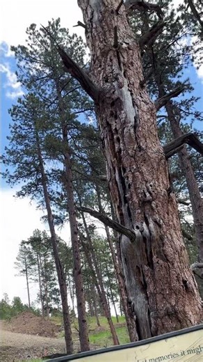 This Is Elder Sprouted in 1765🌲Pactola Lake