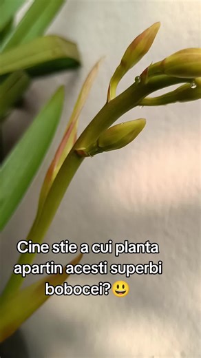 Cine stie a cui planta apartin acesti superbi bobocei 😃 #iubirepentrunatura #natura