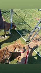 Commencing potty break one with Tank, Levi, and Red. | SFT Logistics