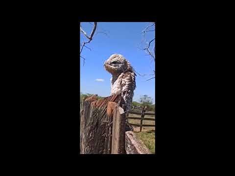 The GHOST bird from central america