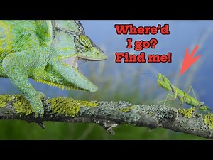 Chameleon - Changes color to hide, “Where’d I go? Find me!” | National Geographic Kids