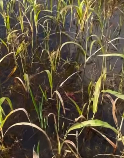 Who dat playin possum sha 👀 🦞 #farm #crawfish #wait @topfans | Crawfish MAX