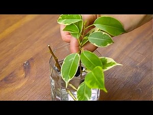 Come propagare il ficus dalla talea: 2 metodi infallibili per riprodurlo in casa