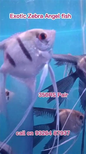 High quality exotic zebra angel fish in blue aquarium #aquarium #angelfish #fish #aquariumfish