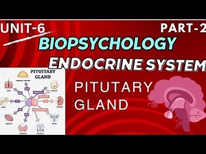 BPCC 102/BIOPSYCHOLOGY UNIT-6/ENDOCRINE SYSTEM/PSYCHO STUDY ☺️