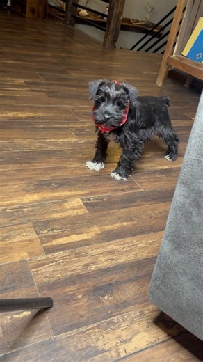 Schnauzer, Miniature puppy for sale