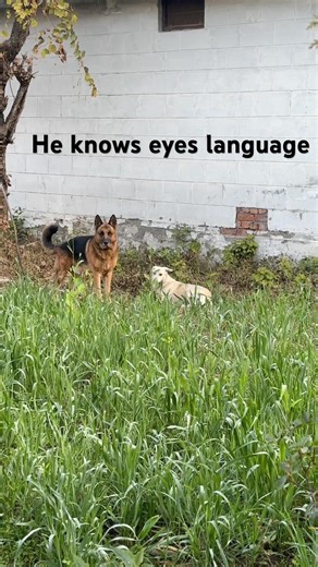 German shepherd knows eye signs of owner #viral #germanshepheard