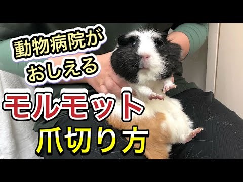 【モルモットの爪切り】出血しない爪切りのやり方を解説します。