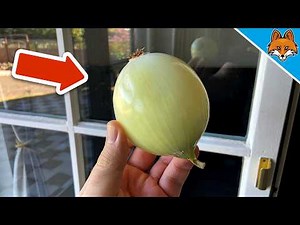 Rub an Onion over your Windows and WATCH WHAT HAPPENS💥(Amazing)🤯