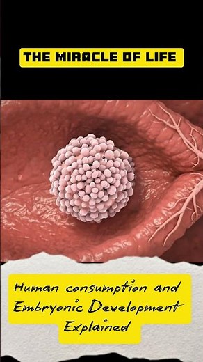 **The Miracle of Life: Human Conception & Embryonic Development Explained**
