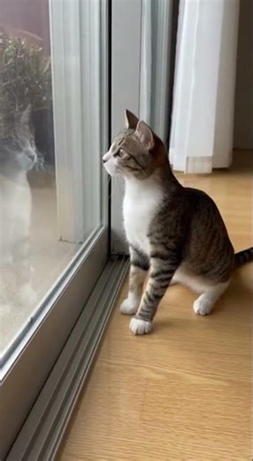 This Reflection Stayed Too Close to the Cat #cat #kitten #panic