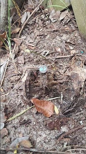 Copper nail killed a tree