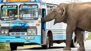 BBC One - Asia - Elephants in Sri Lanka