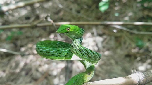 Venomous snake strikes near handler's face
