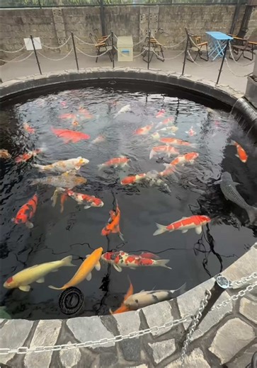 A canopy greenhouse over a koi pond is excellent for protecting fish from predators and debris. Using clear polycarbonate or plastic creates a greenhouse effect, stabilizing temperatures and shielding the water from wind and rain By baphomngau #koi #carp #waterpuppy #pond #koipond waterfeature beautiful koikeeping koilovers koishow koifish nishikigoi japanese sekaikoi sekaipond koiponds backyard sekaikoihunting fyp huntersekaikoi foryou waterpets reels short therapy meditation