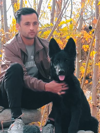 Stunning German Shepherd Transition Videos