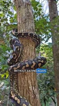 Ways to protect yourself from an anaconda 🐍 #anaconda #shorts