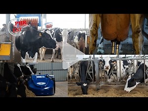 Two double milking robots and a single BouMatic