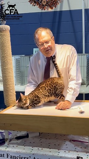 Throwback Thursday to a 2022 Cat Show. GP BoydsBengals Ground Breaker with Judge Kenny Curlee. #cfacatshows #bengals #bengalcats #bengallovers #bengalcatworld #bengal | New Vision Cat Club