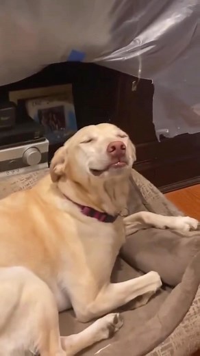 The Best Of Guilty Dogs on Instagram: "Frens, I have seen a lot of guilty dog videos (dare I say I’ve seen the most guilty dog videos of anyone on the planet) and this level of guilt, my frens, rivals that of @denvertheguiltydog, the OG of guilty dogs. Thank you to whoever captured this, and thank you to accused #2 doggo’s side-eye at accused #1. There is not even a question as to who the guilty party was. 🏆🏆🏆🏆🏆🏆 Follow @guiltydoghouse 🏆🏆🏆🏆🏆🏆 Credit @riley.and.0reo 🧡🦴 🧡🦴🧡🦴🧡🦴 