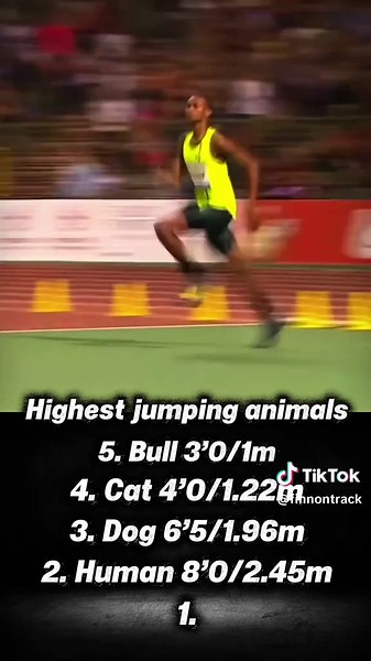 Last one is CRAZY🤯 highest jumping animals whyd you jump high jump world record #highjump #creatorsearchinsights