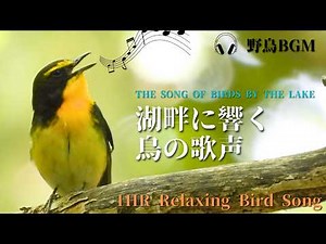 【作業用BGM / 鳥のさえずり】北海道の森林の鳥の鳴き声一覧 春編 Bird Songs - 1 HOUR of Birds Singing in the Forest/自然音/湖の音/鳥の鳴き声