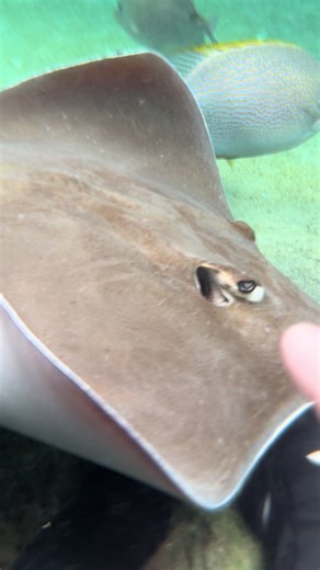 Exploring Daydream Island's Living Reef with Stingrays