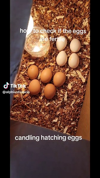 #candlingeggs #homemadeinqubator #hatchingeggs #jamaicatiktok