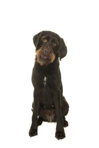 Wirehaired Pointing Griffon Behaviour Traits & Behaviour - Pet Net ID
