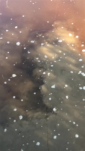 #snapper #snappingturtle #turtle #bigmofo #hotdog #bycatch #fishtok #fishing #fisherman #pond