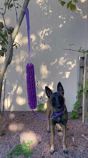 FANCY DOG sur TikTok