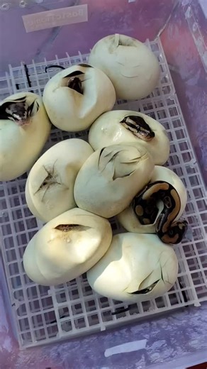 Reptilekucing on Instagram: "Mencoba cara baru inkubasi telur ball python. Biasanya menggunakan perlite atau vermiculite sebagai medianya. Kali ini kita coba pakai air #ballpython #breedingballpythons #ballpythonindonesia #fyp"