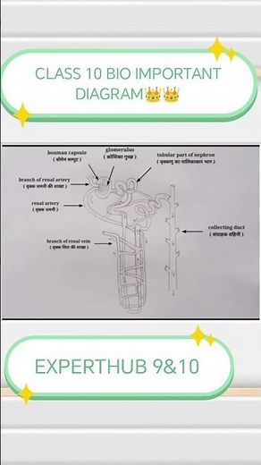 class 10 BIO most important diagram👑👑🙊🙊 #bio