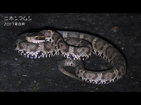 ニホンマムシ mamushi (Gloydius blomhoffii)【毒ヘビ】【特定動物】