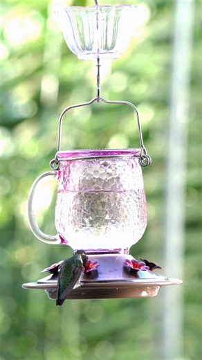 Fun tips about feeding hummingbirds you will love! 🌸Have any tips to share? Let us know in the comments! Feeder: shorturl.at/RtepX Use code KYBIRD15 for 15% off. Video by ©hummingbirdsofmybalcony #Kingsyard #hummingbirds #birdfeeder #backyardbirds #naturelovers #gardenlife #birdphotography | KingsYard