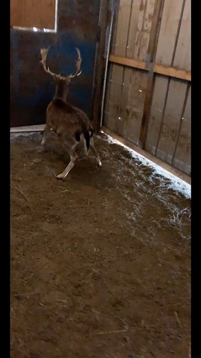 Exotic Nilgai Deer and Fallow Deer on Ranch