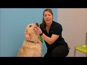 How to Give Liquid Medication to your Pet