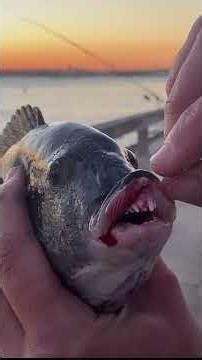 THE FUNDAMENTALS of catching Inlet Tog #tautog #oceancitymd #inlet #fishing #fishingvideo